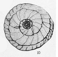 Schwagerina uddeni Beede & Kniker, 1924 Schwagerina uddeni Beede & Kniker, 1924