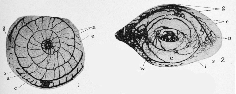 Schwagerina uddeni Beede & Kniker, 1924 Schwagerina uddeni Beede & Kniker, 1924