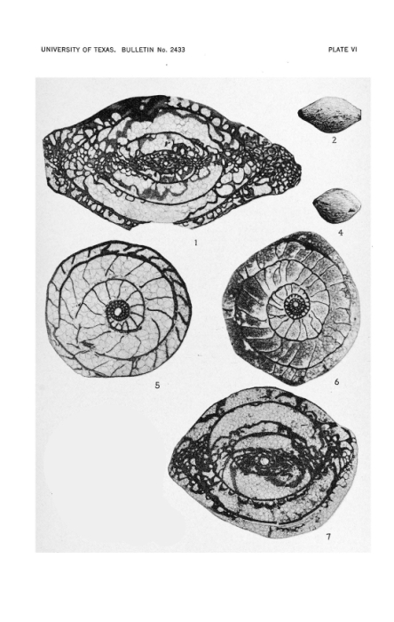 Schwagerina uddeni Beede & Kniker, 1924 Schwagerina uddeni Beede & Kniker, 1924