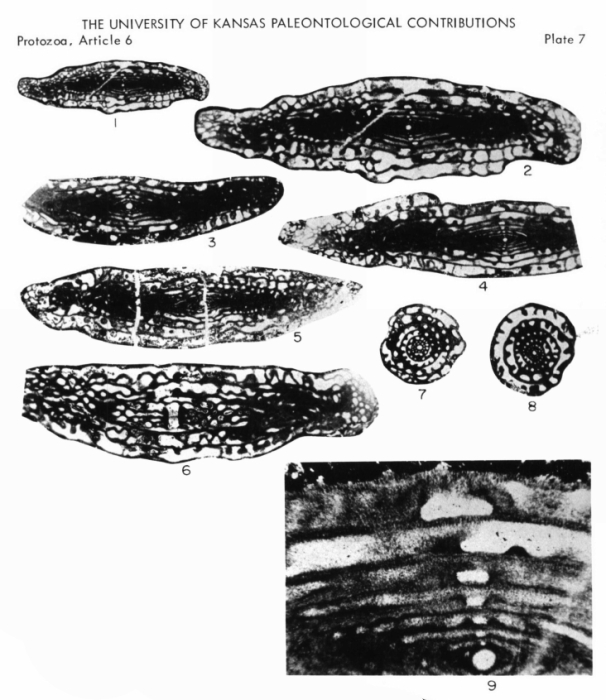 Thompsonella rugosa Skinner & Wilde, 1965