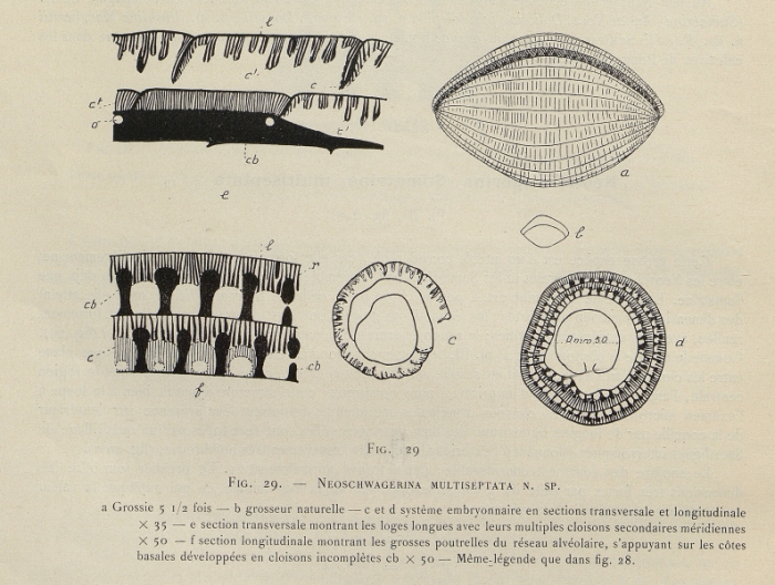 Neoschwagerina (Sumatrina) multiseptata Deprat, 1912 Neoschwagerina (Sumatrina) multiseptata Deprat, 1912
