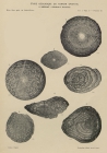 Neoschwagerina (Sumatrina) multiseptata Deprat, 1912