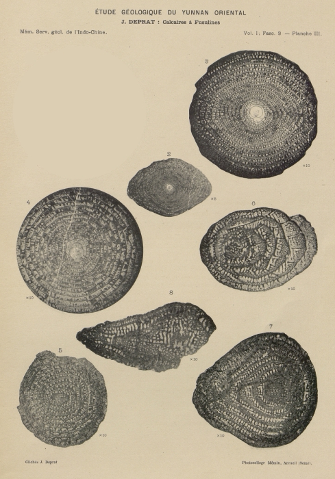 Neoschwagerina (Sumatrina) multiseptata Deprat, 1912 Neoschwagerina (Sumatrina) multiseptata Deprat, 1912