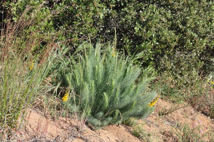 Lebeckia sepiaria Lebeckia sepiaria