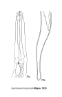 Cyartonema tenuicauda (Allg, 1933) Juario, 1972
