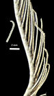 Democrinus brevis (A H Clark, 1909), Paratype BMNH 84.6.20.9