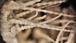 Antedon callista AH Clark 1907 Holotype USNM 22624