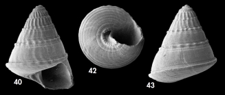 Asthelys hyeresensis Hoffman, Gofas & Freiwald, 2020, holotype (40, 42; H 3.8 mm) and paratype (43; H 3.7 mm) from Hyres Seamount, Seamount 2 DW200, 1060 m. 