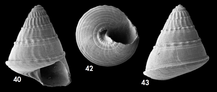 Asthelys hyeresensis Hoffman, Gofas & Freiwald, 2020, holotype (40, 42; H 3.8 mm) and paratype (43; H 3.7 mm) from Hyères Seamount, Seamount 2 DW200, 1060 m. 