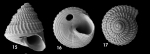 Basilissopsis athenae Hoffman, Gofas & Freiwald, 2020, paratypes from Great Meteor Seamount, R/V "Meteor" cruise M151 / 23419-2, 319 m (H 2.0 mm, W 1.7 mm)