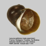 Lacuna pallidula