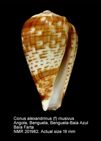 Conus alexandrinus