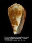 Conus anabelae