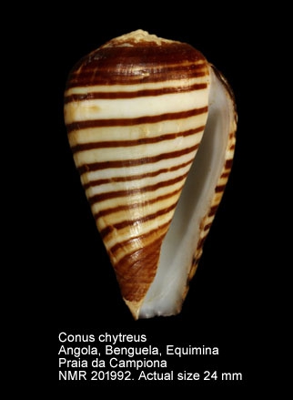 Conus chytreus