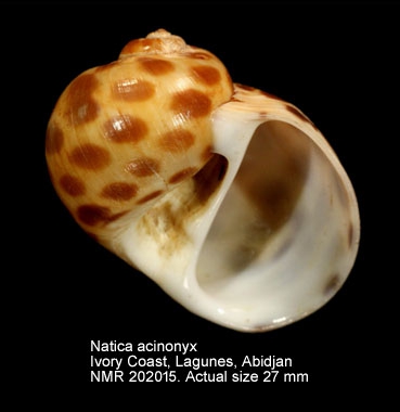 Natica acinonyx