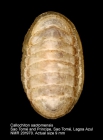 Callochiton saotomensis