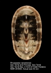 Rhyssoplax canariensis