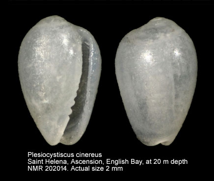 Plesiocystiscus cinereus
