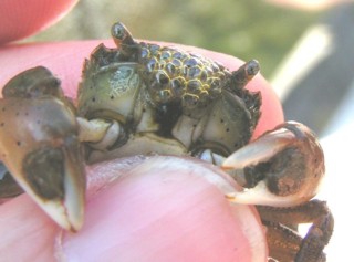 Brush-clawed shore crab - Hemigrapsus takanoi