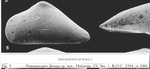 Holotype of Propontocypris dromas Aiello et al., 2000 from the original description_Pl. 2