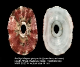 Amblychilepas platyactis