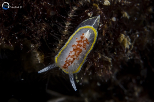 Diaphorodoris luteocincta