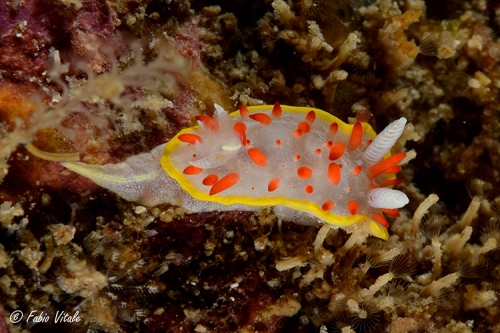 Diaphorodoris papillata