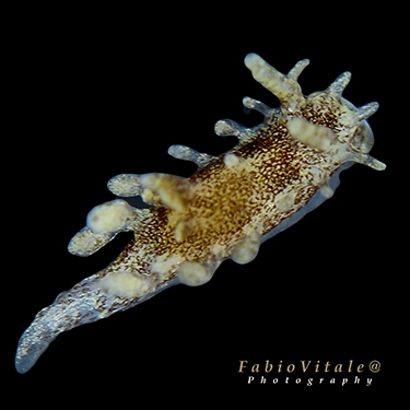 Okenia problematica Okenia problematica