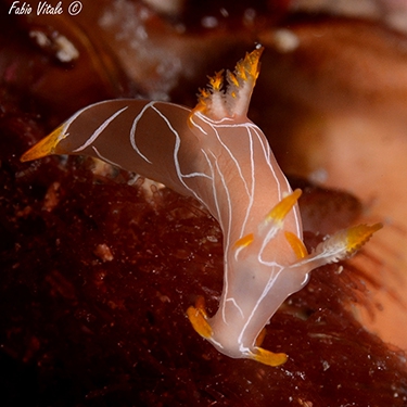 Trapania lineata Trapania lineata
