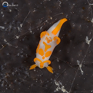 Trapania maculata Trapania maculata