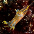 Polycera quadrilineata