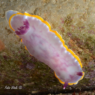 Felimida purpurea Felimida purpurea