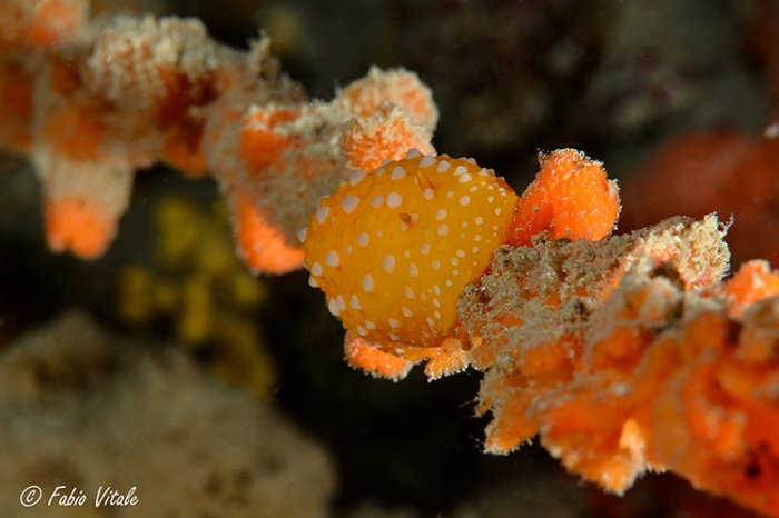 Phyllidia flava