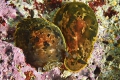 Dendrodoris limbata