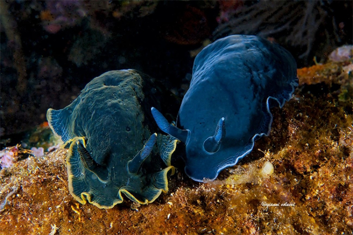 Dendrodoris limbata