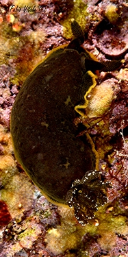 Dendrodoris limbata