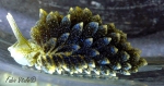 Sacoglossa
