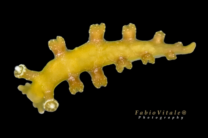 Hancockia uncinata Hancockia uncinata