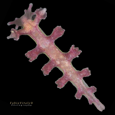 Hancockia uncinata Hancockia uncinata