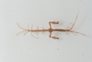Macho spookkreeftje Caprella mutica Macho spookkreeftje Caprella mutica