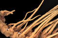 Crinoidea (sea lilies and feather stars)