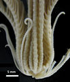 Echinodermata (echinoderms)