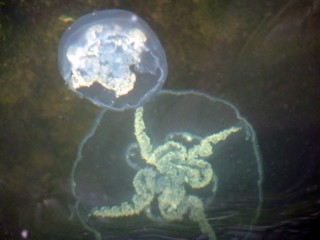 Oorkwal Aurelia aurita Oorkwal Aurelia aurita