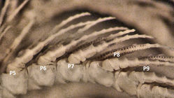 Antedon flavopurpurea A H Clark, 1907, Type USNM 22623