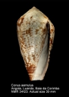 Conus aemulus