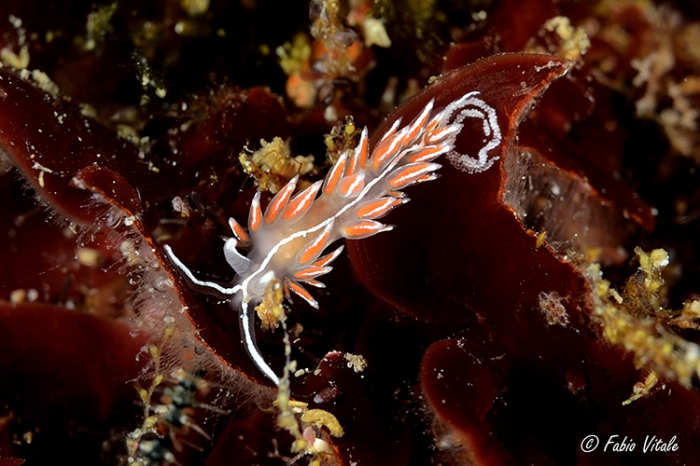 Fjordia lineata Fjordia lineata