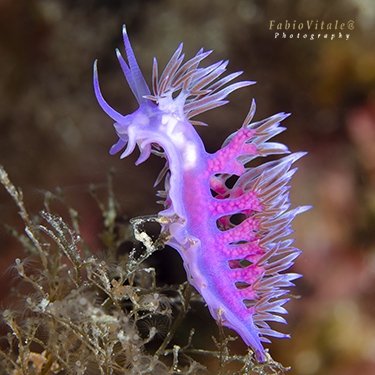 Flabellina affinis