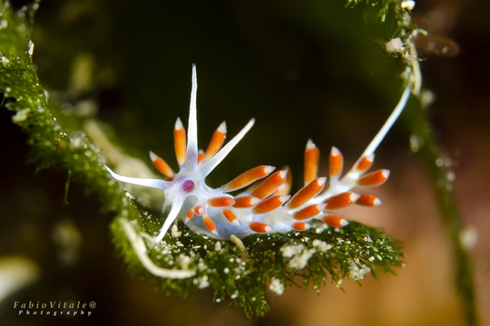 Flabellina cavolini