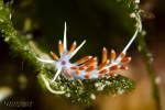 Nudibranchia
