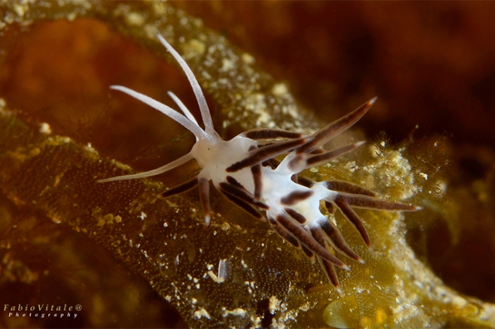 Paraflabellina gabinierei